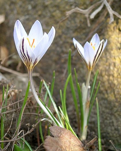 Crocus%20reticulatius