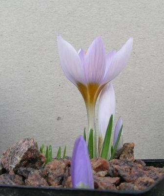 Crocus%20rujanensis
