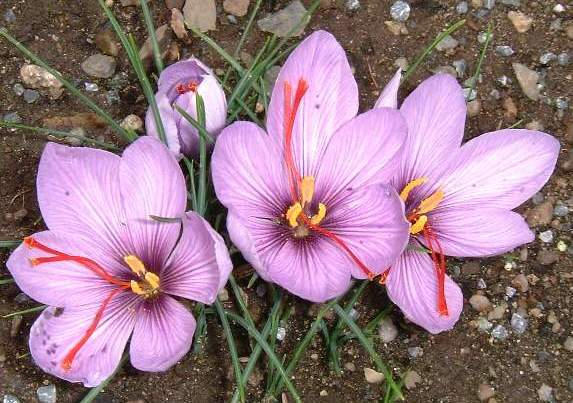 crocus%20sativus