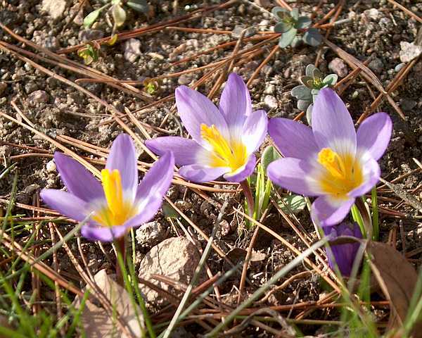 Crocus%20sieberi%20tricolor