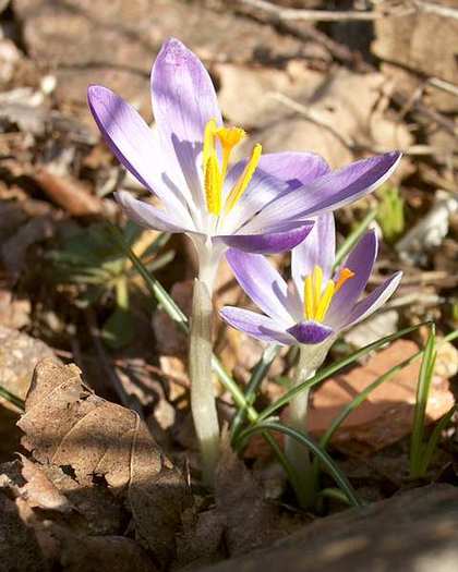Crocus%20vernus