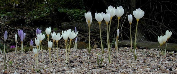 Crocus_Autumnspp2