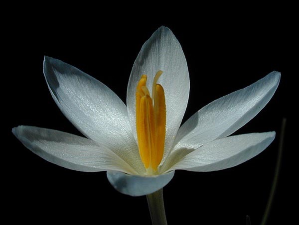 Crocus_baytopiorum