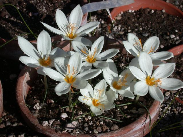 Crocus_boryi