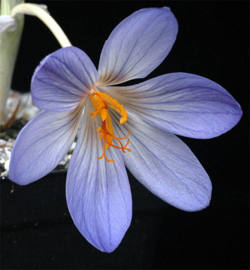 Crocus_cancellatus_cancellatus1