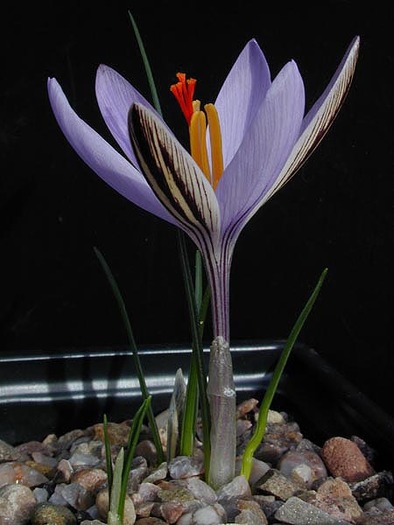 Crocus_corsicus