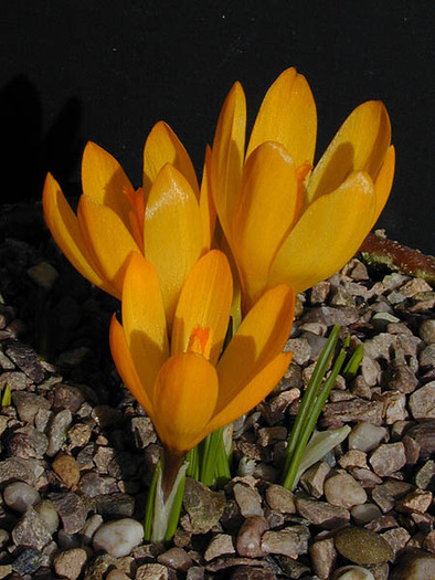 Crocus_cvijicii