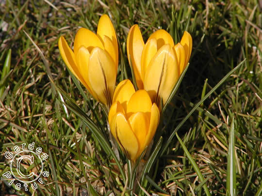 Crocus_flavus