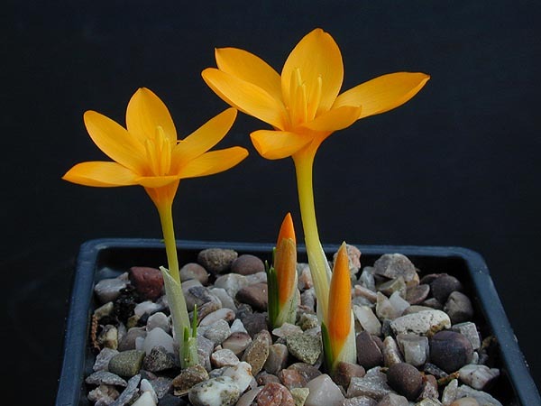 Crocus_gargaricus_gargaricus