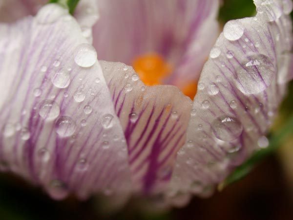 crocus_in_front_yard