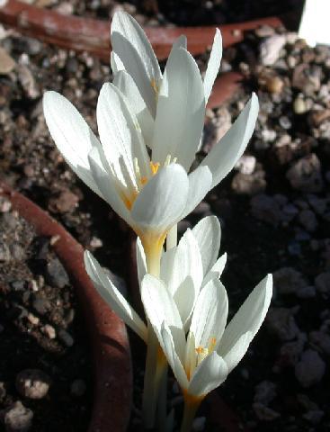 Crocus_ochroleucus