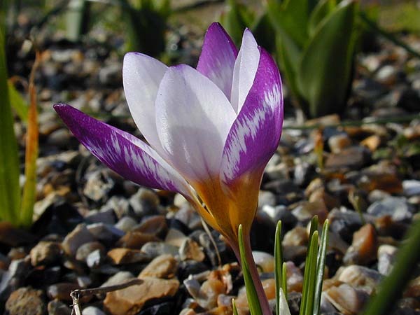 Crocus_sieberiHubertEdelsten