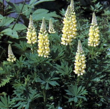 lupinus%20chandelier - Plante Fabaceae