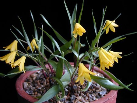 Fritillaria minima1 - Plante Fritillaria