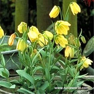 Fritillaria pallidiflora