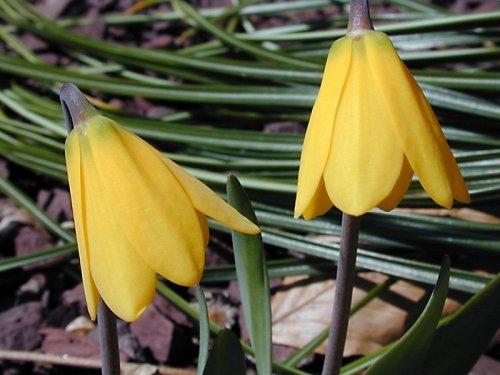 Fritillaria pudica \'Richard Britten\' - Plante Fritillaria