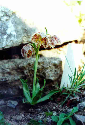 Fritillaria%20purdyi - Plante Fritillaria