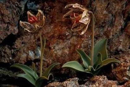 Photo1194 - Plante Fritillaria