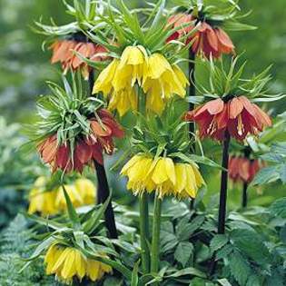 7588 - Plante Fritillaria