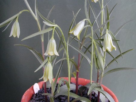 Fritillaria alfredae ssp alfredae