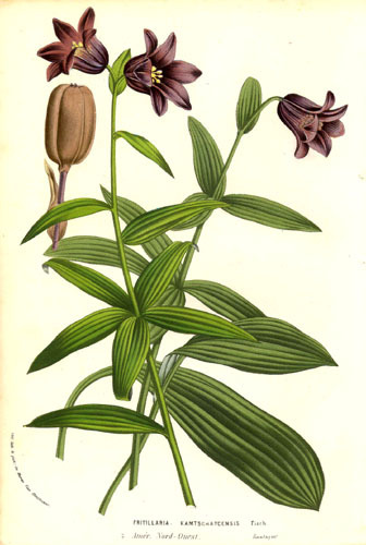 Fritillaria atropurpurea - Plante Fritillaria