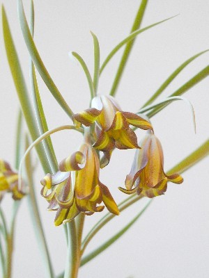 Fritillaria chlororhabdota - Plante Fritillaria