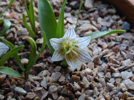 Fritillaria crassifolia ssp poluninii