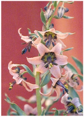 Fritillaria gibbosa - Plante Fritillaria