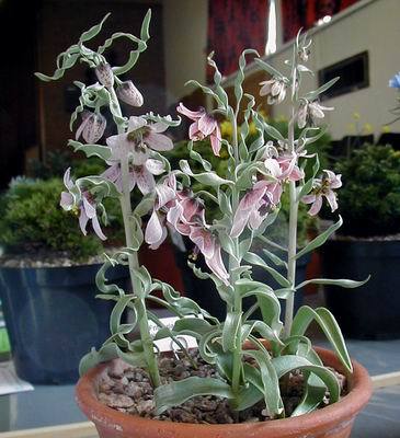 Fritillaria gibbosa. - Plante Fritillaria