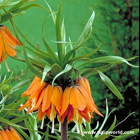 Fritillaria imperialis \'Rubra Maxima\' - Plante Fritillaria