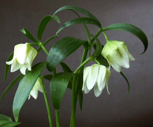 Fritillaria japonica2