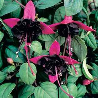 \'Roesse Blacky\' - Plante Fucsia