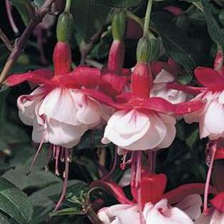 \'Snowcap\' - Plante Fucsia