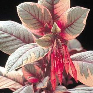 \'Firecracker\' - Plante Fucsia