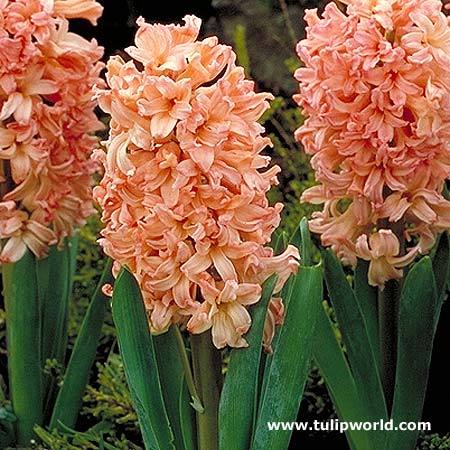 Hyacinthus orientalis \'Gipsy Queen\' - Plante Hyacinthus