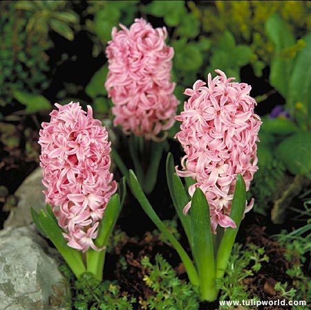 Hyacinthus orientalis \'Pink Pearl\' - Plante Hyacinthus