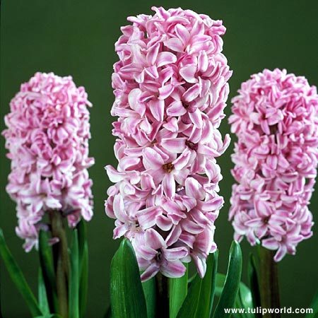Hyacinthus orientalis \'Splendid Cornelia\' - Plante Hyacinthus