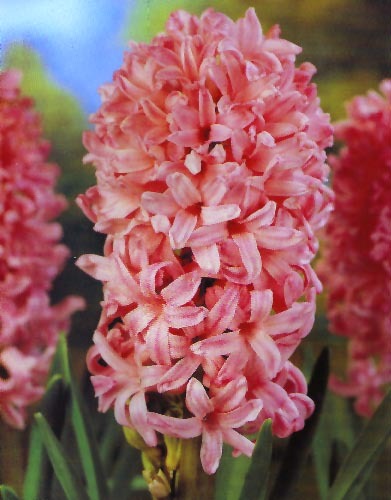 XARCONI - Plante Hyacinthus