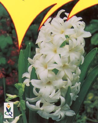 XARNEGIE - Plante Hyacinthus