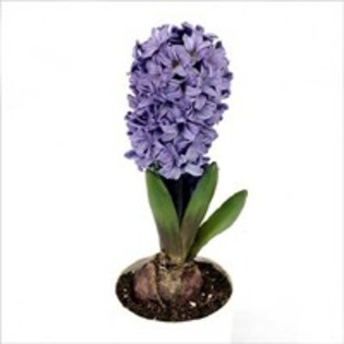 Zambile 24 - Plante Hyacinthus