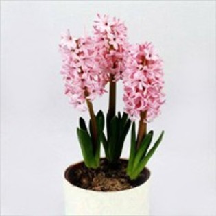 Zambile 29 - Plante Hyacinthus