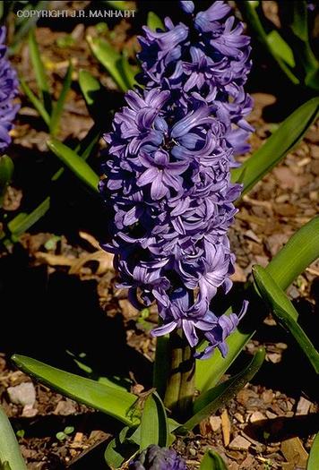 fa08027 - Plante Hyacinthus