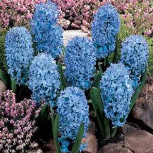 Hyacinth Indoor - Delft Blue - Plante Hyacinthus