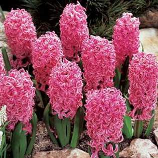 Hyacinth Indoor - Pink Pearl - Plante Hyacinthus
