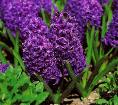 hyacinthus