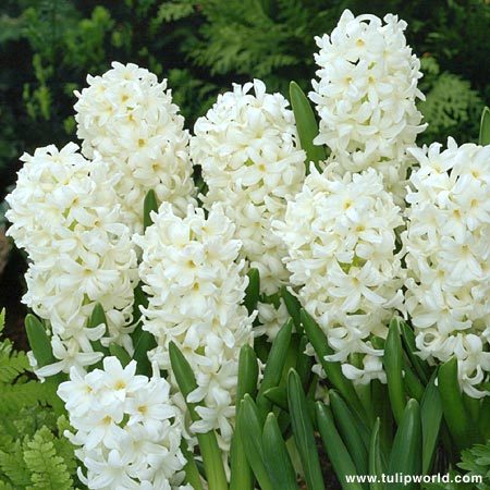 Hyacinthus orientalis \'Carnegie\' - Plante Hyacinthus