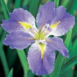 7492 - Plante Iris