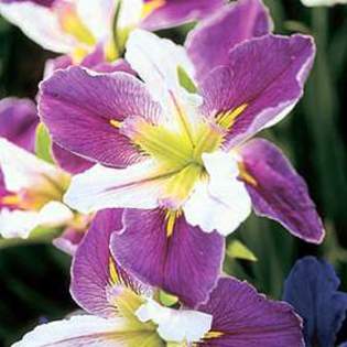 7494 - Plante Iris