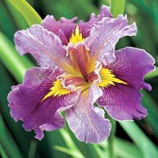 7495 - Plante Iris