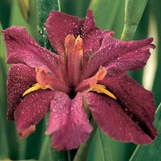 7496 - Plante Iris